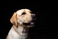 Portrait of a Labrador Retriever dog on an isolated black background Royalty Free Stock Photo