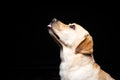 Portrait of a Labrador Retriever dog on an isolated black background Royalty Free Stock Photo