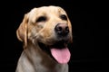 Portrait of a Labrador Retriever dog on an isolated black background Royalty Free Stock Photo