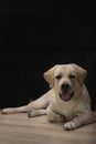 Portrait of Labrador retriever dog looking at  camera with tongue hanging out on black Royalty Free Stock Photo