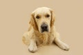 Portrait labrador retriever dog lying down and looking at camera. Isolated on beige brown background