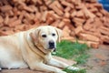 Portrait of a Labrador Retriever dog lying near a pile of bricks