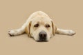 Portrait labrador retriever dog with sad expression face lying down sick. Isolated on beige background