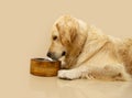 Portrait labrador retriever eating food with a empty wood bowl. Isolated on beige background