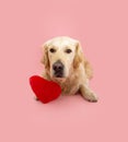 Portrait labrador retriever puppy dog celebrating valentine\'s day with a red heart. Isolated on pink pastel background