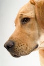 Portrait of labrador retriver Royalty Free Stock Photo