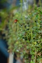 Portrait of a ladybug on Thyme