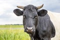 Portrait of a Lakenvelder, a black Dutch Belted cow, with horns, in the field on a sunny day, and with blue sky Royalty Free Stock Photo