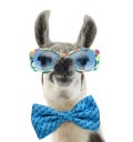 Portrait of a Lama - Lama glama wearing sunglasses Royalty Free Stock Photo