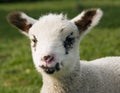 Portrait of a Lamb