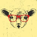 Portrait of Lamb with glasses.