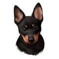 Portrait of lancashire heeler pet digital art illustration. Closeup of pet mammal animal with small muzzle and long ears. Drover