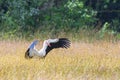 Portrait of landing stork, Ciconia ciconia, with wings half retracted in a natural meadow