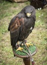 Portrait of Lanner falcon