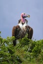 Portrait of a lappet-faced vulture at the masai mara Royalty Free Stock Photo