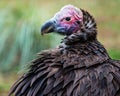 Portrait of lappet-faced vulture Royalty Free Stock Photo