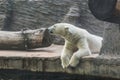 Portrait of large adult polar white bear. Zoo, wild animals and mammal concept Royalty Free Stock Photo