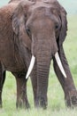 Portrait of a Large African elephant Royalty Free Stock Photo