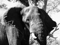 Portrait of large african elephant Royalty Free Stock Photo