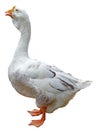 Portrait of a large beautiful goose on white
