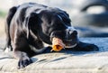 Portrait of a large black Amstaff mix dog eating meat in a spring garden full of sunshine. Royalty Free Stock Photo