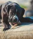 Portrait of a large black Amstaff mix dog eating meat in a spring garden full of sunshine. Royalty Free Stock Photo