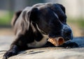 Portrait of a large black Amstaff mix dog eating meat in a spring garden full of sunshine. Royalty Free Stock Photo