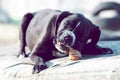 Portrait of a large black Amstaff mix dog eating meat in a spring garden full of sunshine. Royalty Free Stock Photo