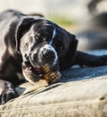 Portrait of a large black Amstaff mix dog eating meat in a spring garden full of sunshine. Royalty Free Stock Photo