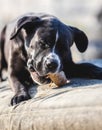 Portrait of a large black Amstaff mix dog eating meat in a spring garden full of sunshine. Royalty Free Stock Photo