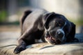 Portrait of a large black Amstaff mix dog eating meat in a spring garden full of sunshine. Royalty Free Stock Photo