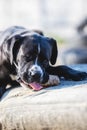 Portrait of a large black Amstaff mix dog eating meat in a spring garden full of sunshine. Royalty Free Stock Photo