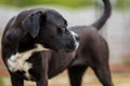 Portrait of a large black Amstaff mix dog eating meat in a spring garden full of sunshine. Royalty Free Stock Photo