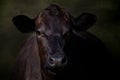 Portrait of Large Black Cow