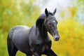 Portrait of a large black horse in motion