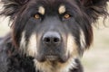 Portrait of large black long haired mutt dog Royalty Free Stock Photo