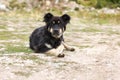 Portrait of large black long haired stray mutt dog Royalty Free Stock Photo