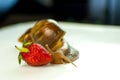 Portrait of Large Brown Snail Achatina Eating Red Ripe Strawberries.