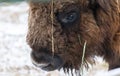 Portrait of large brown wisent with big horns in the winter forest. Wild European brown bison, Bison Bonasus, in winter Royalty Free Stock Photo