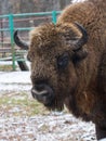 Portrait of large brown wisent with big horns in the winter forest. Wild European brown bison, Bison Bonasus, in winter Royalty Free Stock Photo