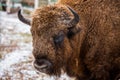 Portrait of large brown wisent with big horns in the winter forest. Wild European brown bison, Bison Bonasus, in winter Royalty Free Stock Photo