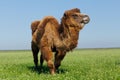 Portrait of a large camel eating grass on the meadow. Reservation Askania Nova, Ukraine