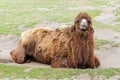 Portrait of a large camel lying on the ground.. Reservation Askania Nova, Ukraine