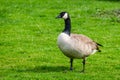 Portrait of a large canadian goose in the grass