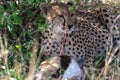 Portrait of large cheetah with prey. Masai Mara, Kenya Royalty Free Stock Photo