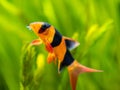 Portrait of a large clown loach isolated in fish tank Chromobotia macracanthus with blurred background - selective focus