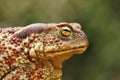 Portrait of large common brown toad Royalty Free Stock Photo