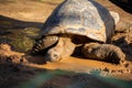 Portrait of a large desert tortoise at sunset