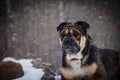 Portrait of a dog in a snowfall in the forest Royalty Free Stock Photo