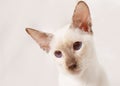 Portrait of Large Eared Siamese Cat Royalty Free Stock Photo